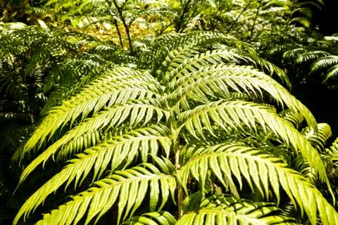Leaf Background Texture Pattern Foto stock
