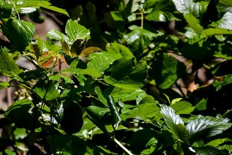 Leaf Background Texture Pattern Foto stock