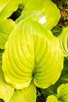 Leaf Background Texture Pattern 스톡 사진