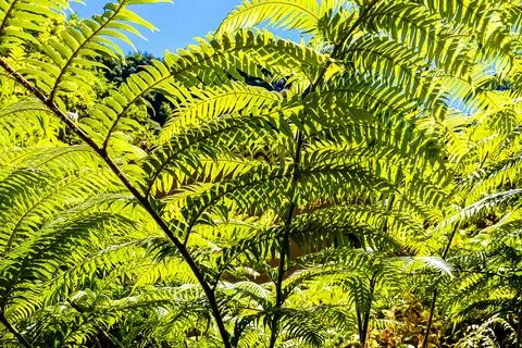 Leaf Background Texture Pattern Foto stock