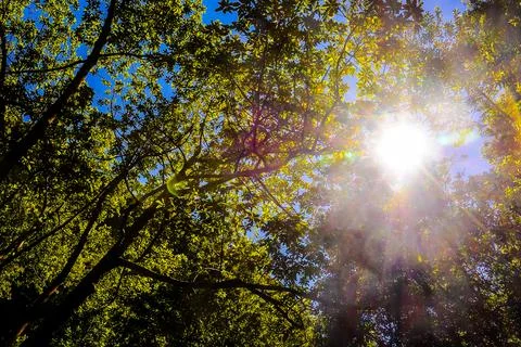 Leaf Background Texture Pattern Foto stock