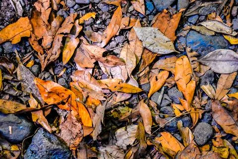 Leaf Background Texture Pattern Stock Photos