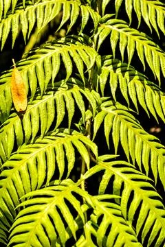 Leaf Background Texture Pattern Stock Photos