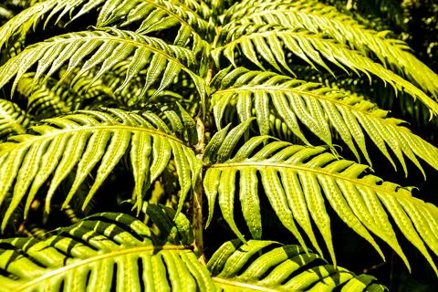 Leaf Background Texture Pattern Foto stock