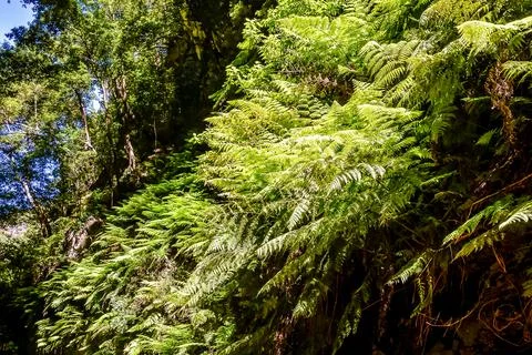 Leaf Background Texture Pattern Stock Photos
