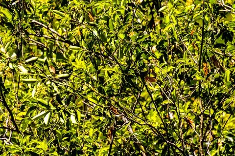 Leaf Background Texture Pattern Stock Photos