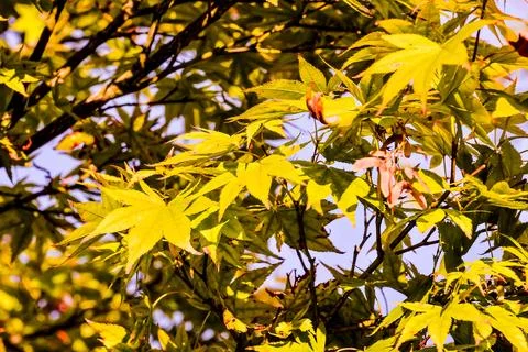 Leaf Background Texture Pattern Foto stock