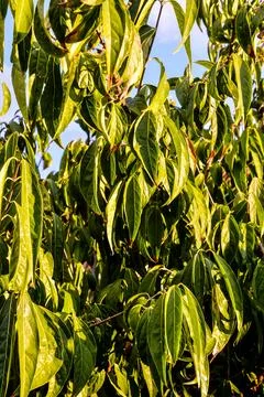 Leaf Background Texture Pattern Stock Photos