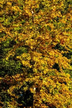 Leaf Background Texture Pattern Foto stock