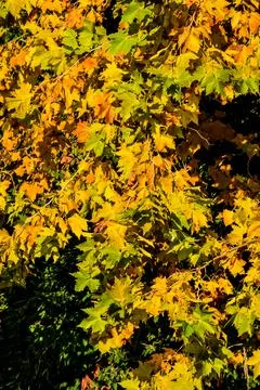 Leaf Background Texture Pattern Stock Photos