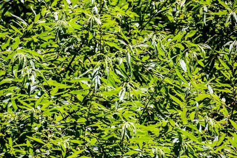 Leaf Background Texture Pattern Stock Photos