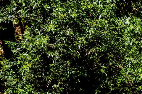 Leaf Background Texture Pattern Stock Photos