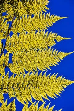 Leaf Background Texture Pattern Stock Photos