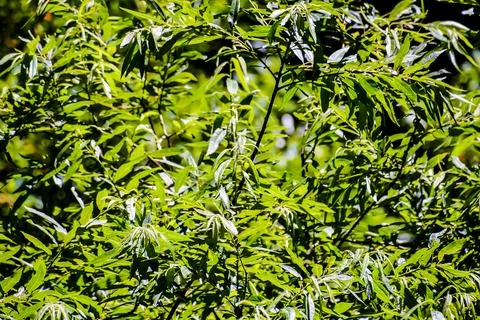 Leaf Background Texture Pattern Stock Photos