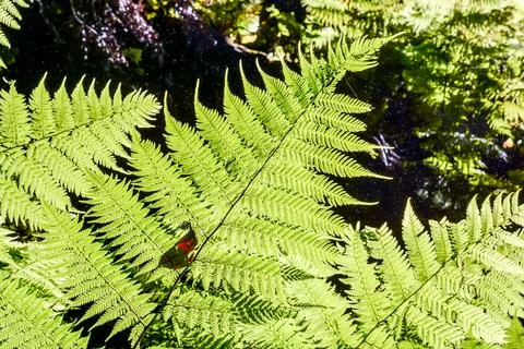 Leaf Background Texture Pattern Foto stock