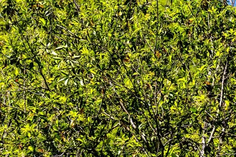 Leaf Background Texture Pattern Stock Photos