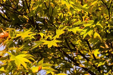 Leaf Background Texture Pattern Foto stock