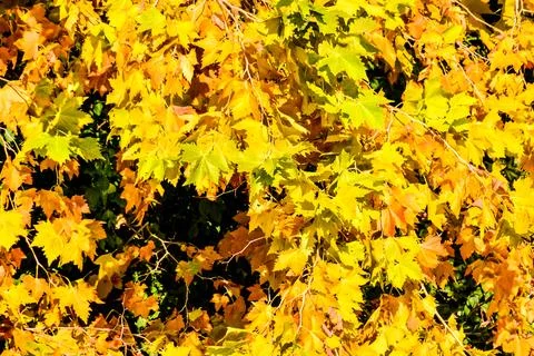 Leaf Background Texture Pattern Stock Photos