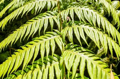 Leaf Background Texture Pattern Stockfoto's