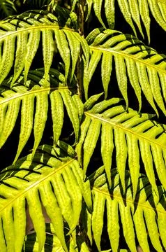 Leaf Background Texture Pattern Stock Photos