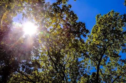 Leaf Background Texture Pattern Stock Photos