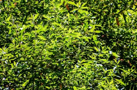 Leaf Background Texture Pattern Foto stock