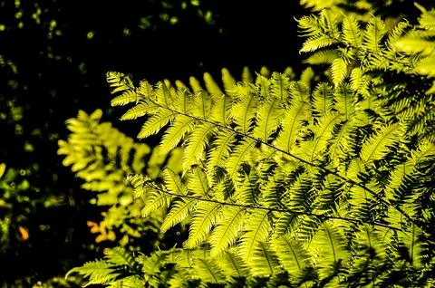 Leaf Background Texture Pattern Stock Photos