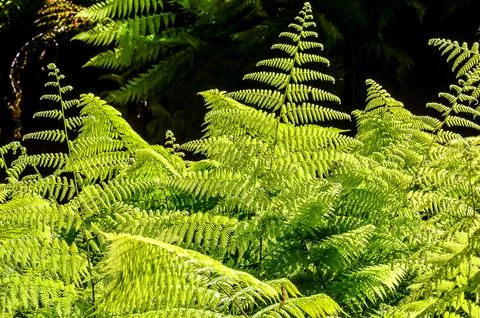 Leaf Background Texture Pattern Foto stock