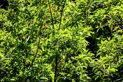 Leaf Background Texture Pattern 写真素材