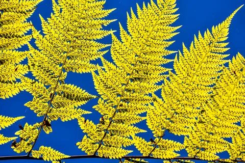 Leaf Background Texture Pattern Foto stock