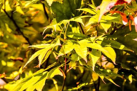 Leaf Background Texture Pattern Stock Photos