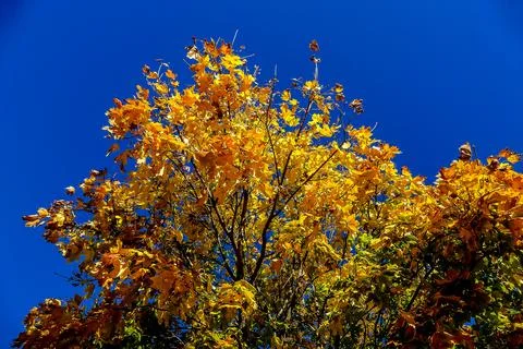 Leaf Background Texture Pattern Stock Photos
