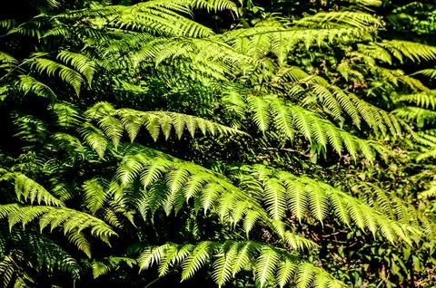 Leaf Background Texture Pattern Foto stock