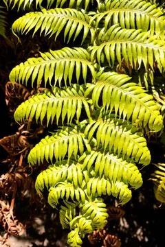 Leaf Background Texture Pattern Photo Picture of Leaf Background Texture P... Stock Photos