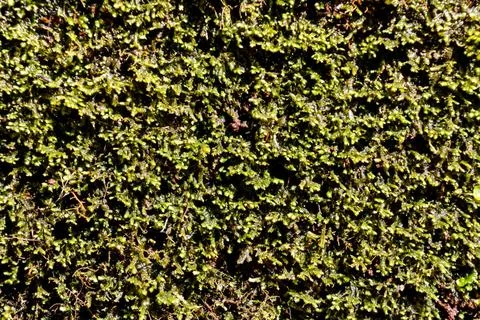 Leaf Background Texture Pattern Photo Picture of Leaf Background Texture P... Foto stock