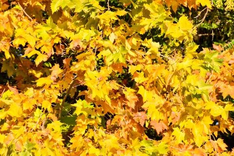Leaf Background Texture Pattern Photo Picture of Leaf Background Texture P... Foto stock
