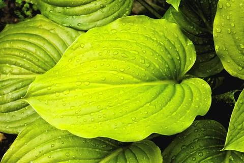 Leaf Background Texture Pattern Photo Picture of Leaf Background Texture P... Stock Photos