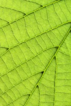 Leaf background vertical Stock Photos