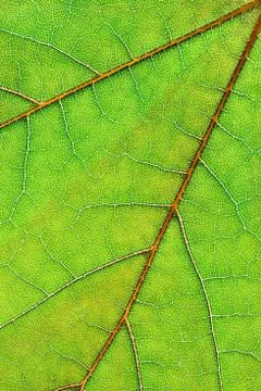 Leaf background vertical Stock Photos