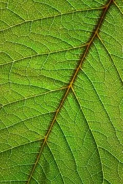Leaf background vertical Stock Photos