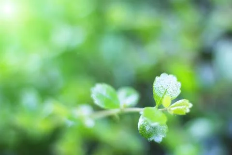 Leaf background for to wallpaper Stock Photos