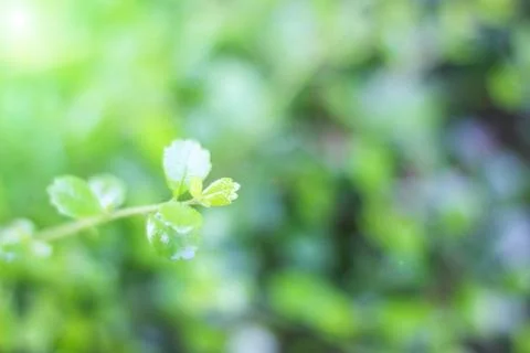 Leaf background for to wallpaper Stock Photos