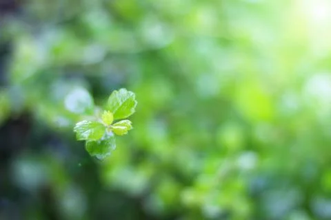 Leaf background for to wallpaper Stock Photos