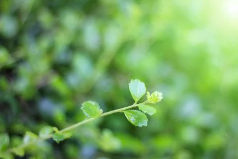 Leaf background for to wallpaper Stock Photos