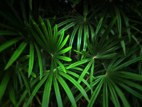 Leaf background for to wallpaper. Stock Photos