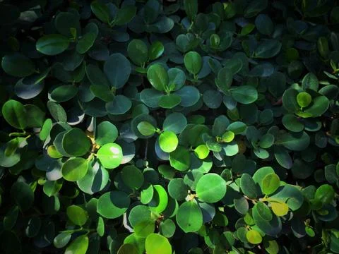 Leaf background for to wallpaper. Stock Photos