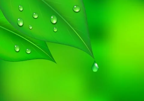 Leaf Background with Water Drop Illustrazione stock