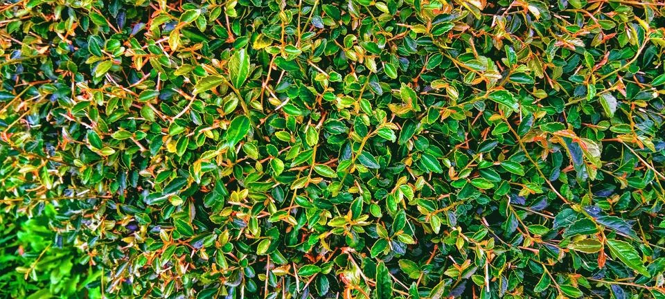 Leaf backgrounds Stock Photos