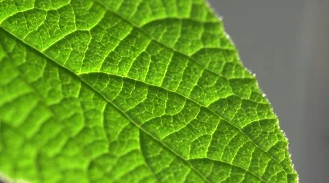 Leaf Backlit by the Sun Stock-Footage 51065269