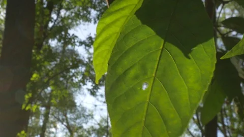 Leaf Backlit by Sun 스톡 동영상 78690813